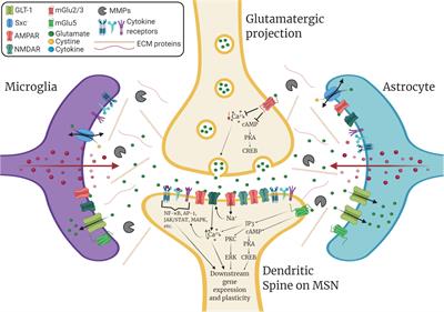 Neuroimmune Mechanisms as Novel Treatment Targets for Substance Use Disorders and Associated Comorbidities